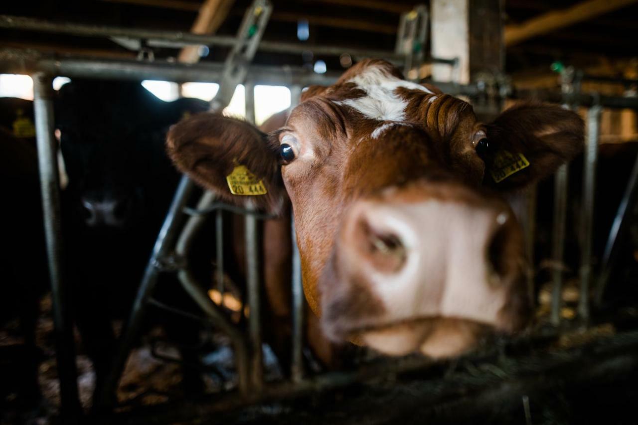 Simmernhof Mossendorf Hotell Burglengenfeld Eksteriør bilde